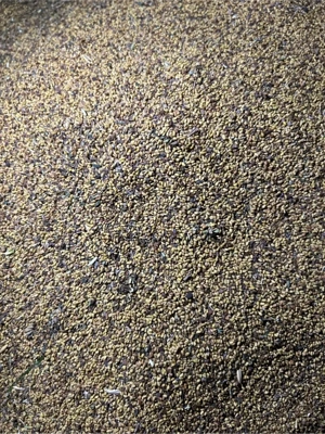 vând sămânță de lucernă  - imagine 2