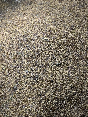 vând sămânță de lucernă  - imagine 3