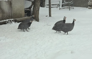 Bibilici de vânzare