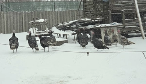 Curci și curcani de vânzare  - imagine 2