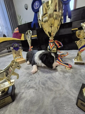 Border Collie Pedigree export CONSTANȚA rezervări deschise  - imagine 4