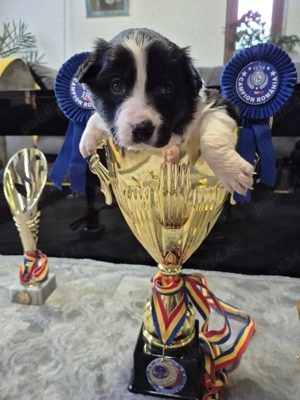Border Collie Pedigree export CONSTANȚA rezervări deschise  - imagine 2