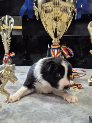 Border Collie Pedigree export CONSTANȚA rezervări deschise 
