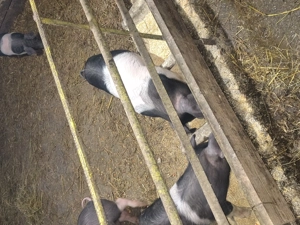 Purcei de vînzare. - imagine 3