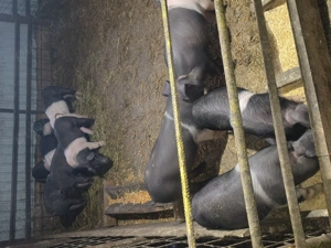 Purcei de vînzare. - imagine 4