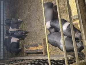 Purcei de vînzare. - imagine 2