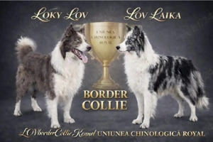 Border Collie Pedigree export CONSTANȚA rezervări deschise  - imagine 3