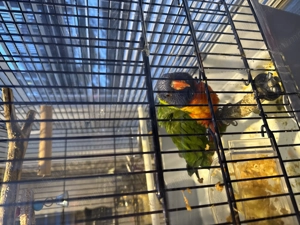 Lori curcubeu - imagine 2