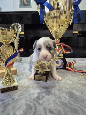 Puiuți Border Collie Superbi   Rezervări Deschise! PEDIGREE EXPORT - imagine 3
