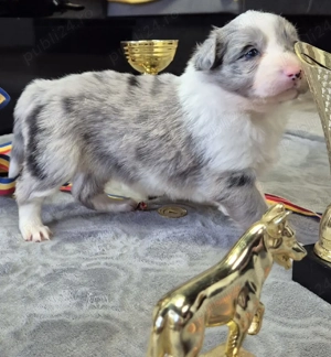 Puiuți Border Collie Superbi   Rezervări Deschise! PEDIGREE EXPORT - imagine 2