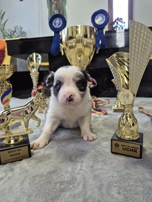 Puiuți Border Collie Superbi   Rezervări Deschise! PEDIGREE EXPORT - imagine 5
