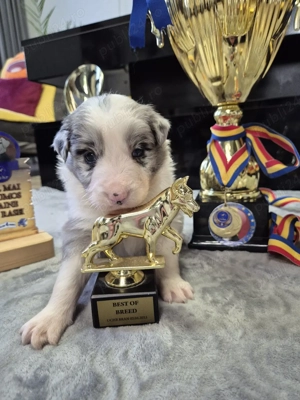 Puiuți Border Collie Superbi   Rezervări Deschise! PEDIGREE EXPORT - imagine 4