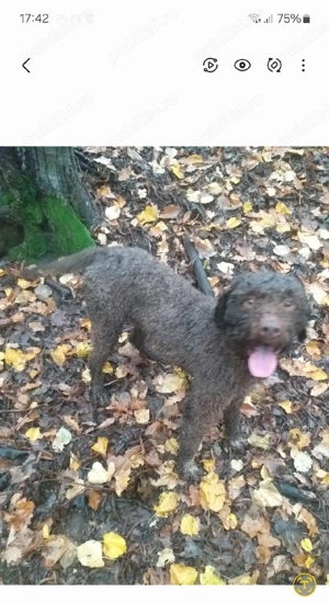 Lagotto Romagnolo 