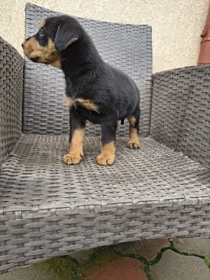 căței ciobănesc german  - imagine 2