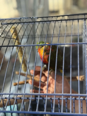 Lori curcubeu - imagine 4