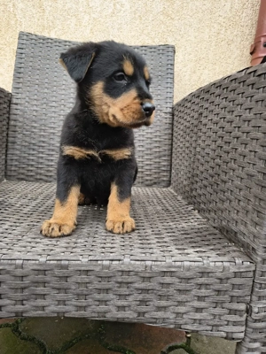 căței ciobănesc german  - imagine 5