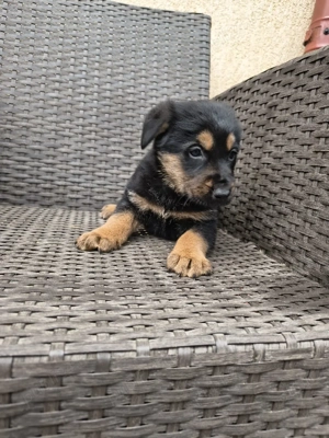 căței ciobănesc german  - imagine 3