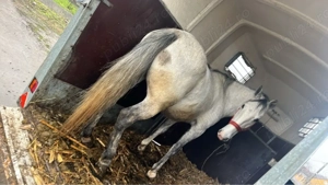 vand iapa de a fata de 9 luni