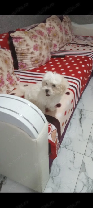 Bichon fetiță o