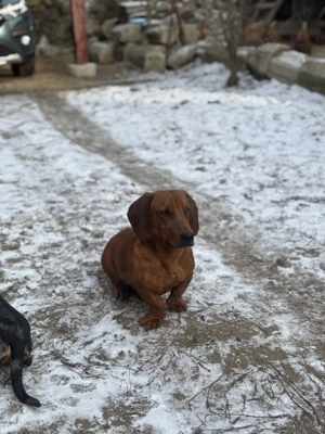 Teckel maro  mascul rasa pura - imagine 3