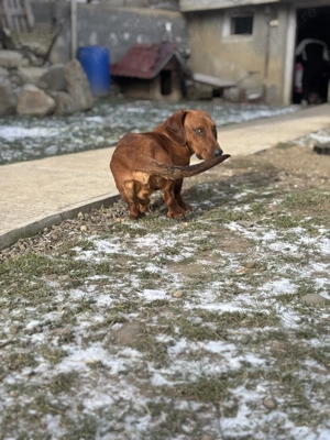 Teckel maro  mascul rasa pura - imagine 5