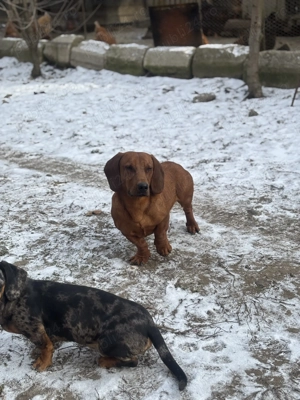 Teckel maro  mascul rasa pura - imagine 2