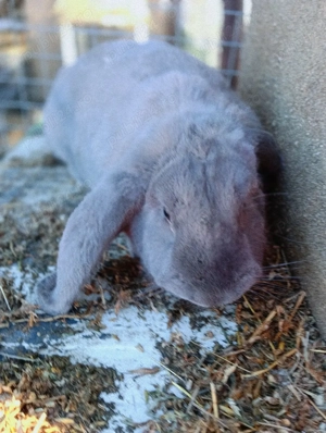 femela berbec german  - imagine 2