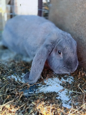 femela berbec german 