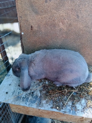 femela berbec german  - imagine 3