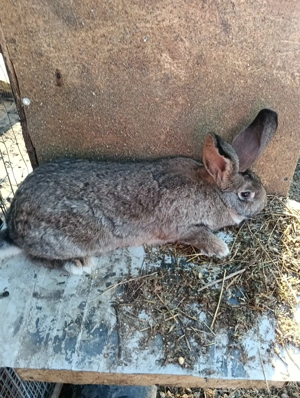 mascul tanar - imagine 2