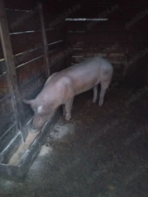 porci de vânzare 