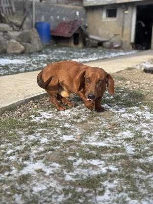 Teckel maro  mascul rasa pura - imagine 4