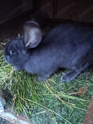 vând iepuri uriasi german - imagine 2