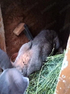 vând iepuri uriasi german - imagine 3