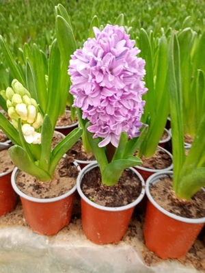 Zambile 1 - 8 Martie - imagine 3