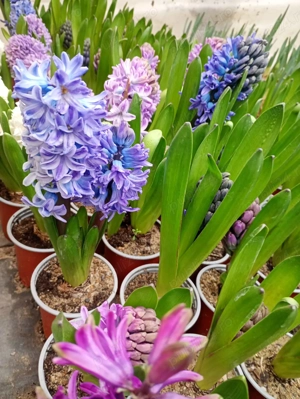 Zambile 1 - 8 Martie - imagine 4