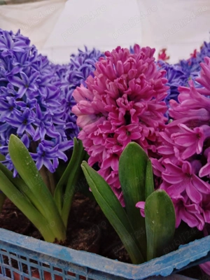 Zambile 1 - 8 Martie - imagine 2