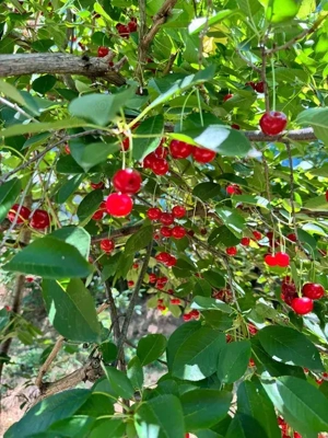 Teren Intravilan Slatina OLT - 2.150 m2 - toate utilitățile - imagine 3