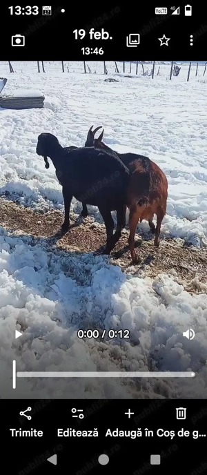 capre  anglonubiana si alpin