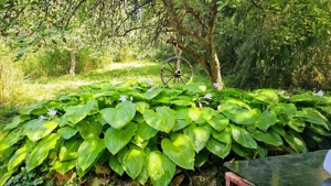 Casa cu teren. Săvârșin. Arad