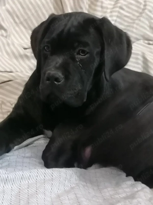 Căței Cane Corso  - imagine 2