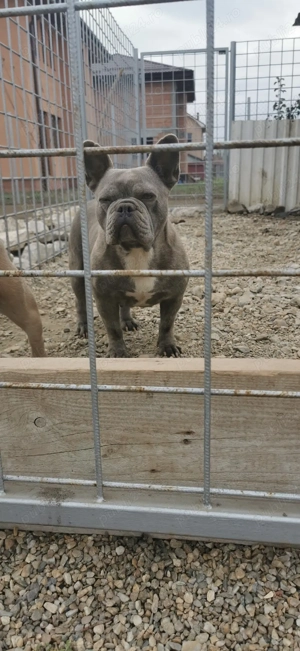 Femelă Bulldog Francez