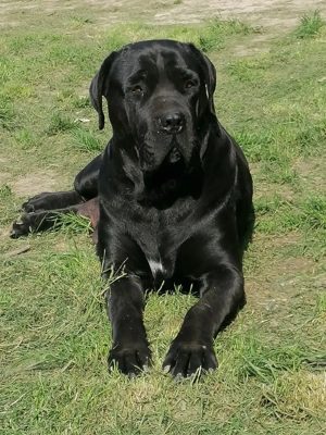 Căței Cane Corso  - imagine 5
