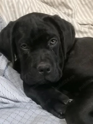 Căței Cane Corso  - imagine 3