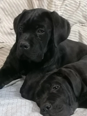 Căței Cane Corso  - imagine 4