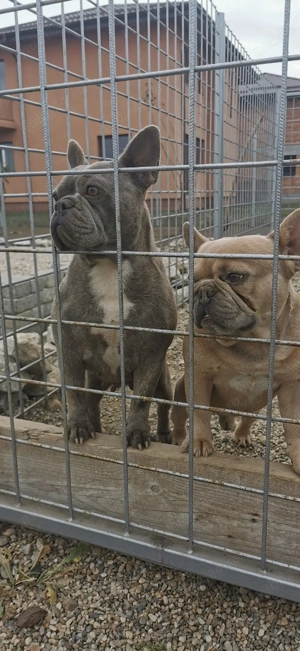 Femelă Bulldog Francez - imagine 4