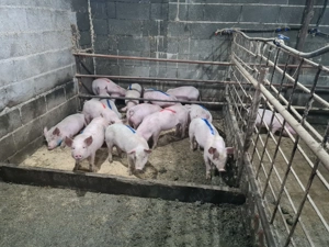 Se vinde purcei  - imagine 4