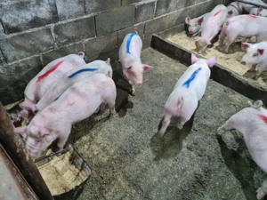 Se vinde purcei  - imagine 2