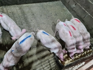 Se vinde purcei  - imagine 3