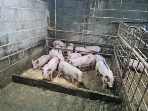 Se vinde purcei  - imagine 5